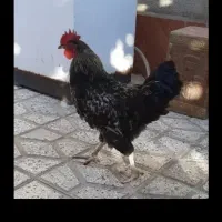 خروس محلی ومرغ ماشینی