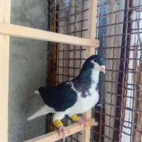 کبوتر راست سیاه نر پرنده|پرنده|قزوین, |دیوار