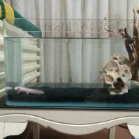 ماهی اکسلاتل