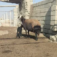 میش قزل درجه یک