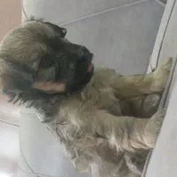 سگ با توله|سگ|قم, چهل درخت‎|دیوار