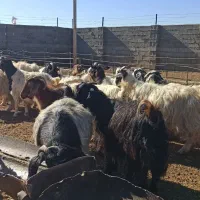 بز کردی مهابادی اصل آبستن سنگین