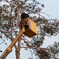 برش درخت قطع درخت خرید چوب. جابجایی انواع درخت