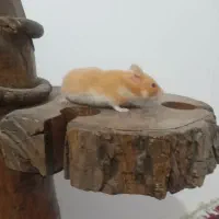 همستر سوری نر