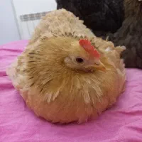 تخم مرغ نطفه دار کوشین