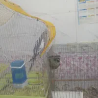 سه عدد عروس هلندی با یک گرینجیک|پرنده|شوشتر, |دیوار