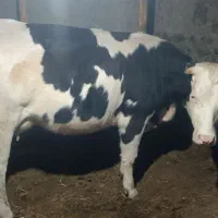 گاو شیری شکم اول گاو درجه یک