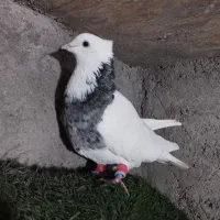 کبوتر طوقی|پرنده|دزفول, |دیوار