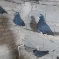 کبوتر