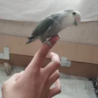 چهار تا طوطی برزیلی زیبا وبازیگوش|پرنده|بهار, |دیوار