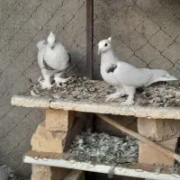 کبوتر|پرنده|ساوه, |دیوار