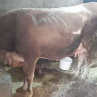 گاو اول شکم با گوساله نر