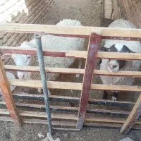 بره نر