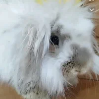 خرگوش لپ و پشمالو