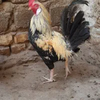 خروس محلی جوان مرغ گیرجوجه کوچیک وبوقلمون نر