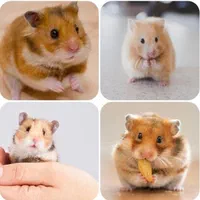 از تولید شخصی تا فروش تخصصی همستر نژادهای مختلف|موش و خرگوش|اصفهان, آهنگران|دیوار