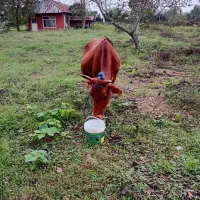 گاو