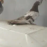 جفت سبز و سوتابی