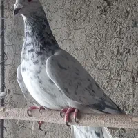 کبوتر کوهی سرور نامور|پرنده|همدان, |دیوار