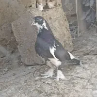 کبوتر سسلی