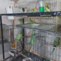 ملنگو|پرنده|قم, شهرک مهدیه (مدرس)|دیوار