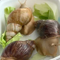 حلزون طبی بزرگ|خزنده|اصفهان, بهارستان|دیوار