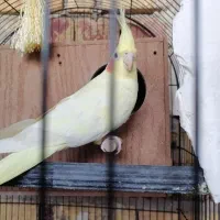 عروس هلندی نر وماده|پرنده|ارومیه, |دیوار