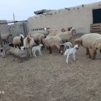 چند عدد گوسفند زاییده داشتی