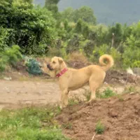 سگ پژدر نر|سگ|چابکسر, |دیوار