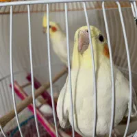 فروش یک جفت عروس هلندی بازیگوش