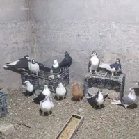 کبوتر رنگی پلاس دم سفید طوقی کل سفید