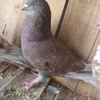 کفتر پرشی ساعت بالا