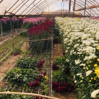 گل داودی تعداد/ در ۴ فصل سال