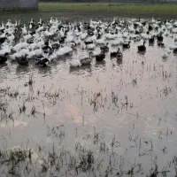 اردک شالیزار چاق و درشت|حیوانات مزرعه|تولم شهر, |دیوار