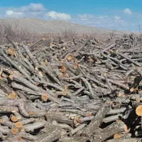 ۱۰۰ تن چوب سیب