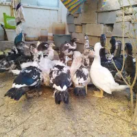 اردک سیکا نر و ماده|حیوانات مزرعه|آشخانه, |دیوار