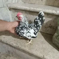 مرغ و خروس مینیاتوری جاپنیز|حیوانات مزرعه|کهریزک, |دیوار