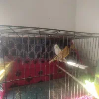 سهره جفتی سهره و قناری تضمینی کت باز صلیبی|پرنده|صباشهر, |دیوار