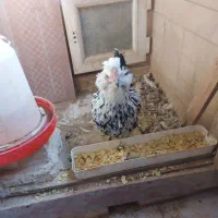 مرغ و خروس گلین ریش و کاکل چل تاج