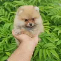 پامرانین خرسی عروسکی سایز ریز|سگ|گرگان, |دیوار