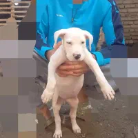 واگذاری توله داگو ارژانتینو|سگ|قائمشهر, |دیوار