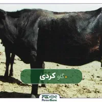گاو جوان 7 ماهه آبستن