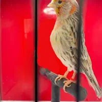 قناری نر توپاز اورجینال