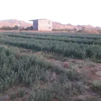 زمین کشاورزی 350 متر|فروش دفتر صنعتی، کشاورزی، تجاری|قم, پردیسان|دیوار