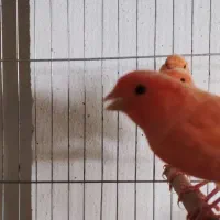 قناری سرخ ردفکتور ماده۲۵۰۰۰۰۰|پرنده|تهران, درب دوم|دیوار