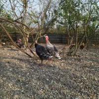 فروش بوقلمون نر و ماده