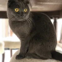 گربه اسکاتیش