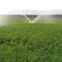 اجاره ۵ هکتار زمین کشاورزی دینور