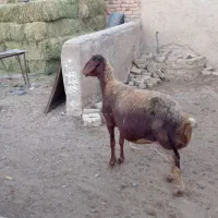 میش سر پستون