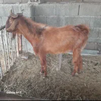 پازن  سالم و خوشرنگ